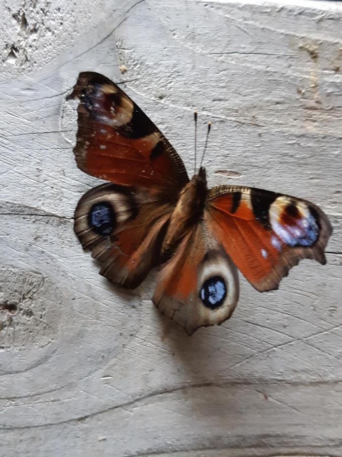 Wol Thus Villa Paesens Dış mekan fotoğraf